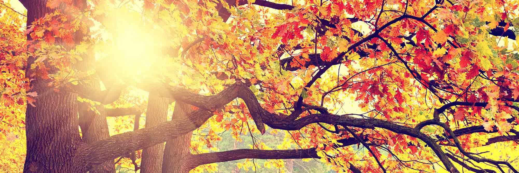 Das Kopfbild der Website: Sonnenlicht fällt durch das herbstlich-bunte Blattwerk eines großen Kastanienbaumes.